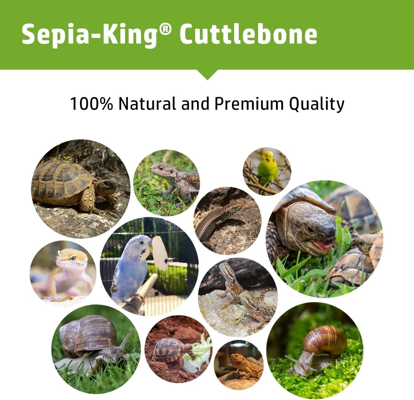 Medium - 100% Natural Calcium Supplement - Premium Cuttlebone Perfect for Birds, Tortoises, Snails, Reptiles - 12 Pack
