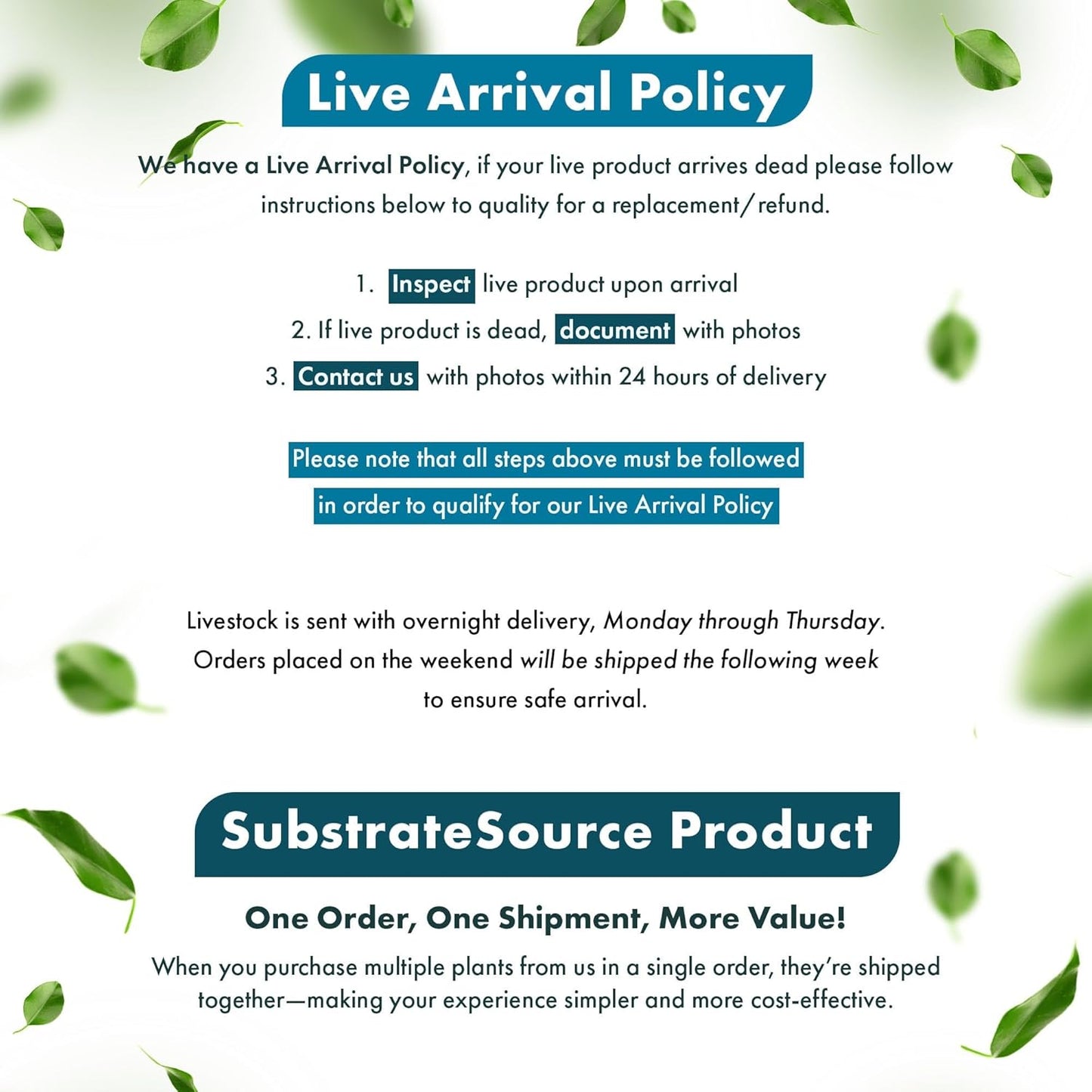 SubstrateSource Live Plant - Tall Grass, Corkscrew Vallisneria - Easy Care, Moderate to High Light, Bright Green Accent, Freshwater Aquatic Plant for Aquascaping - Lead Bunch