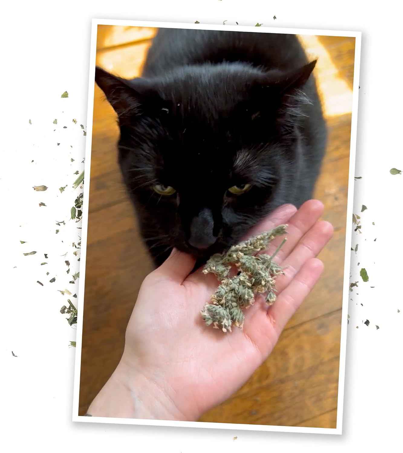 Meowijuana | Dried Catnip Buds Jar | Premium Organic Catnip | Grown in North America | Perfect for Cat Toys | Fresh Catnip for Extended Playtime | Elevate Your Cat's Enjoyment