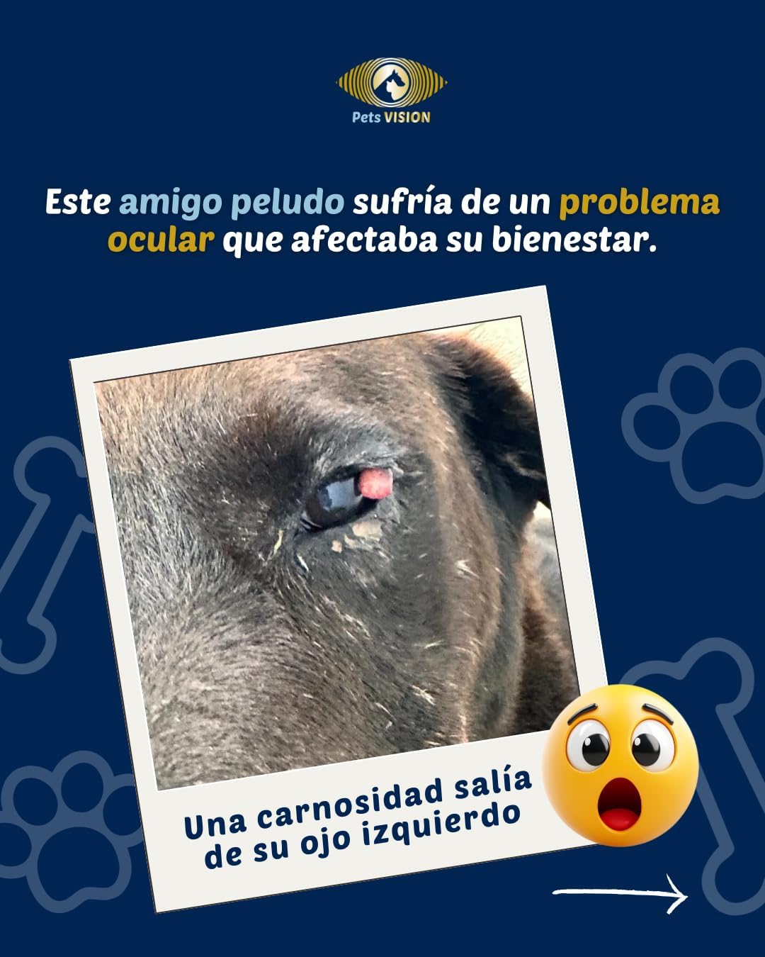 Gotas para Los ojos de Tus mascotas – gotas para Perros y Gatos -Pets Vision. Gotas Suave y Segura para USO de las mascotas– 10 ml