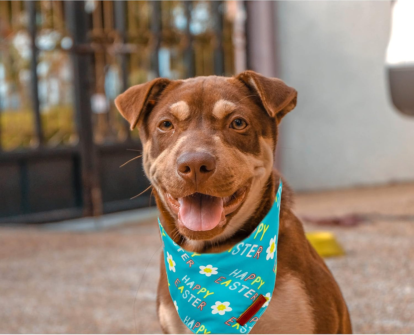 Realeaf Happy Easter Dog Bandanas 2 Pack, Reversible Pet Scarf for Boy and Girl, Premium Durable Fabric, Holiday Bandana for Small Medium Large and Extra Large Dogs (X-Large)