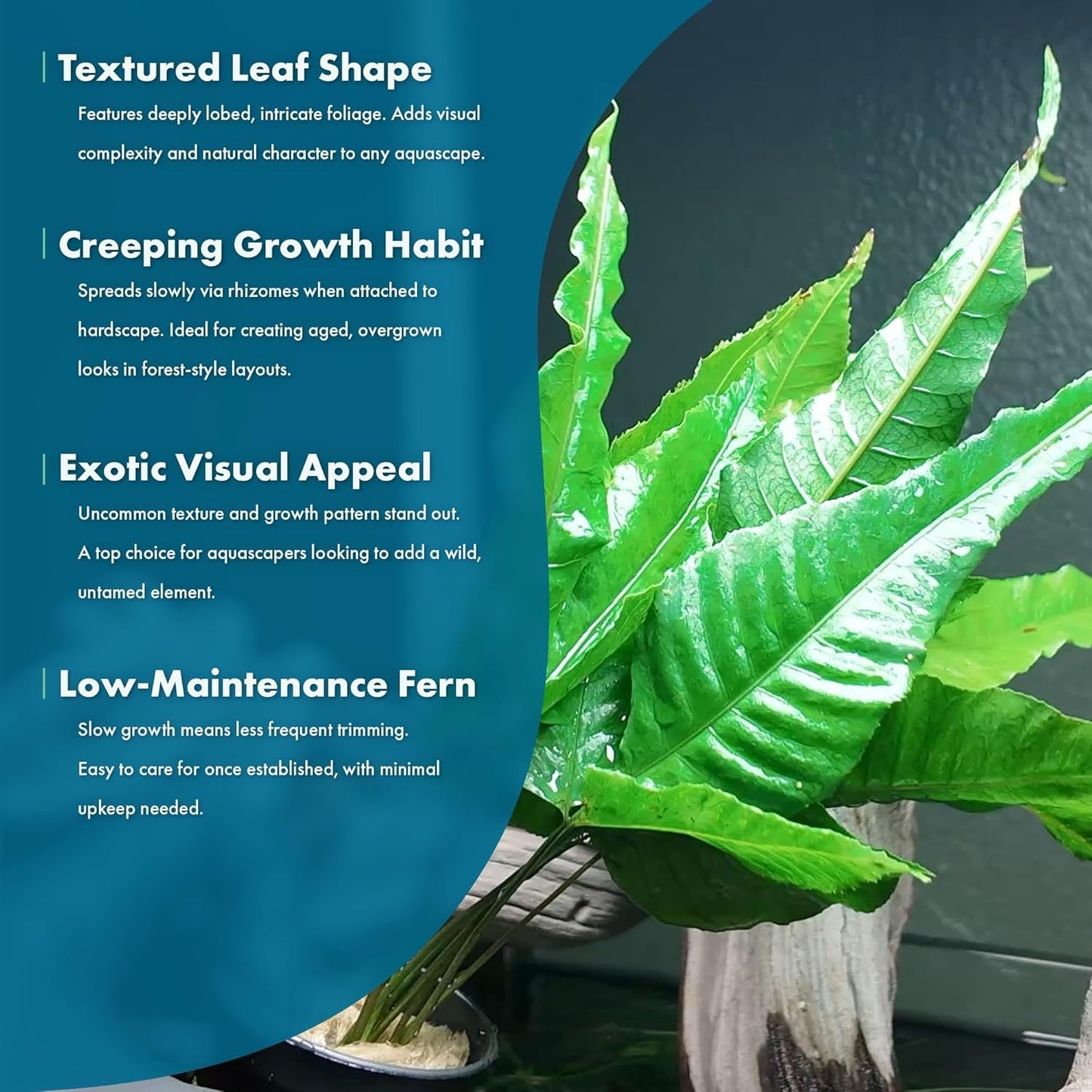 SubstrateSource Live Plants - El Niño Fern (Bolbitis heteroclita) - Midground to Background Epiphytic Rhizome for Low to Medium Light Aquascapes - Dark Green, Slow-Growing Accent - Pot