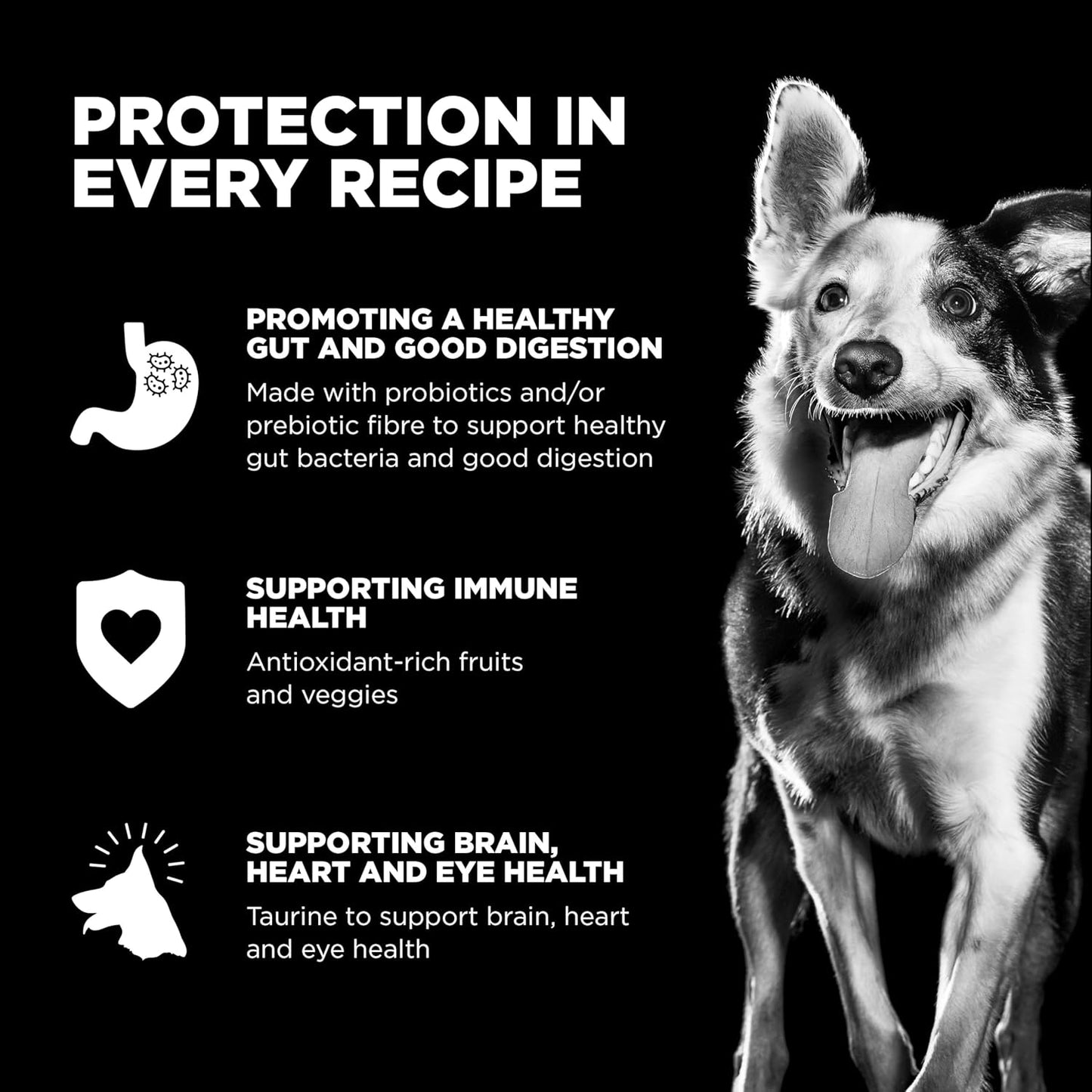 Go! Solutions Skin + Coat Care, Dry Dog Food, Chicken Recipe with Grains, 3.5 lb Bag