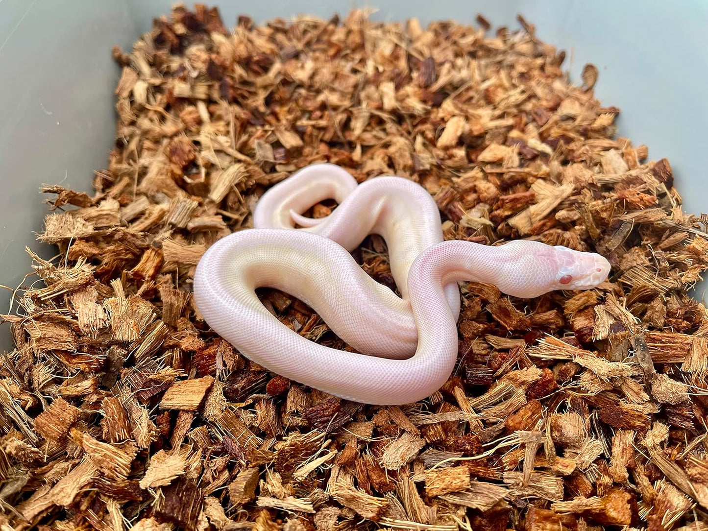 BabiChip Small Coconut Chip 36 Quart Loose Coco Reptile Substrate and Bedding for Gecko Terrariums, Tortoise Habitat, Ball Python Enclosures, and Bioactive Tanks (2 Pk)