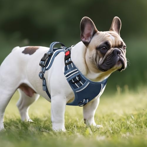 Timos Dog Harness Medium Sized, Quick Release 3 Buckles, Royal Blue - Image 6