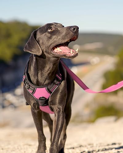 Joytale No Pull Dog Harness Medium Sized Dog, Front Clip - Image 6