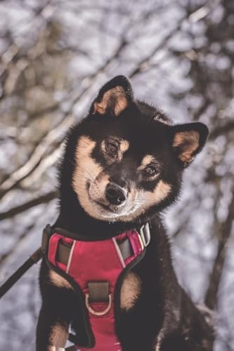 Embark No Pull Dog Harness, Reflective Adjustable Training Vest, No Choke - Image 2