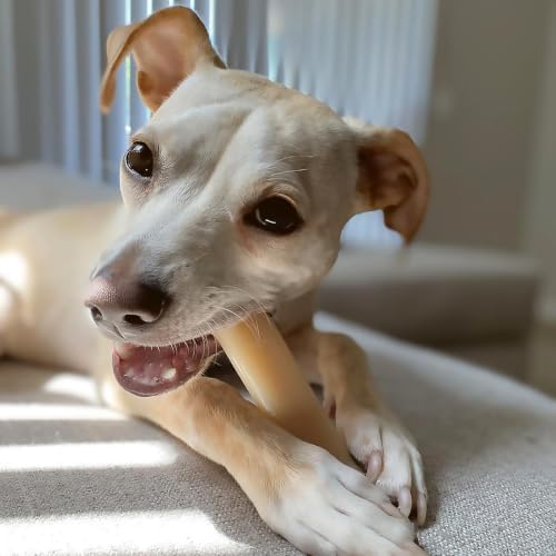 Nylabone Power Chew Original Bone Dog Chew Toy, Original Flavor - Image 2