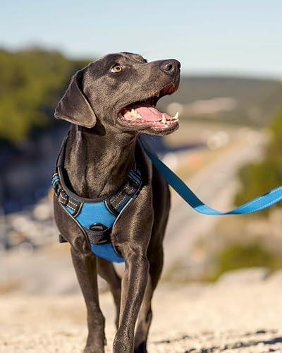 Joytale No Pull Dog Harness for Small Dogs, Front Clip, Sky Blue - Image 6