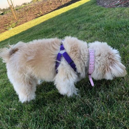 PUPTECK No Pull Dog Harness Large Sized Step-in Adjustable Puppy Vest - Image 6