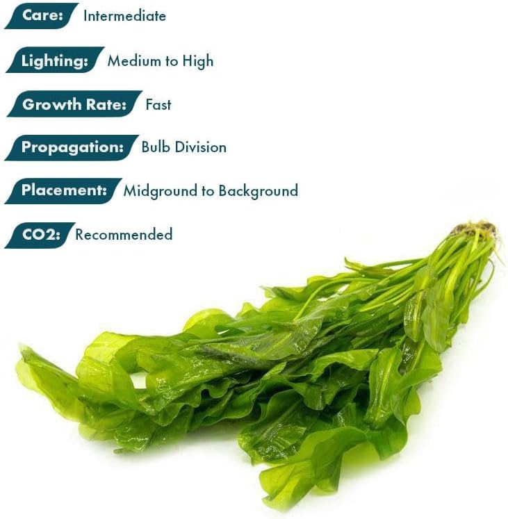 SubstrateSource Live Plants – Aponogeton Ulvaceus (Aponogeton ulvaceus) – Medium to High Light, Bright Green Color Accent, Midground to Background Placement, Wavy Leaf – Bulb/Bunch, 1 Pack