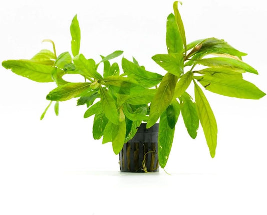 SubstrateSource Live Plants - Staurogyne Bihar (Staurogyne sp. Bihar) - Moderate to High Light Aquarium Display, Olive Green Accent, Foreground to Midground Aquascaping - Pot