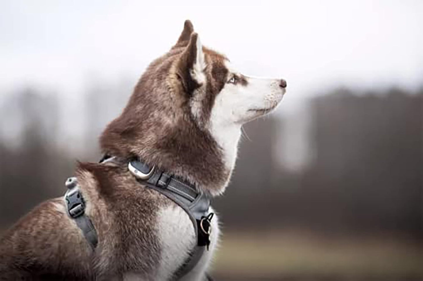 TRUE LOVE Adjustable No-Pull Dog Harness Reflective Pup Vest Harnesses Comfortable Control Brilliant Colors Truelove TLH5651(Gray,XS)