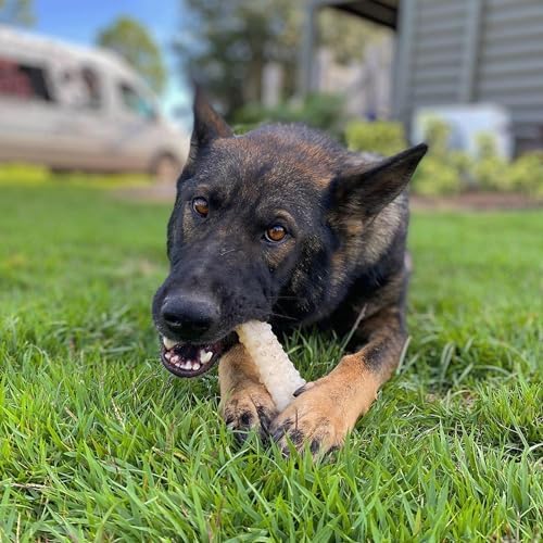 Nylabone Power Chew Textured Bone Dog Chew Toy, Original Flavor - Image 2