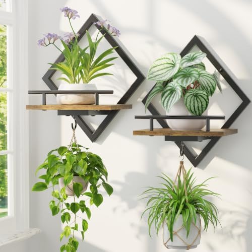 LASZOLA Plant Picture Frame Holder Shelf Wall Window Indoor by LASZOLA
