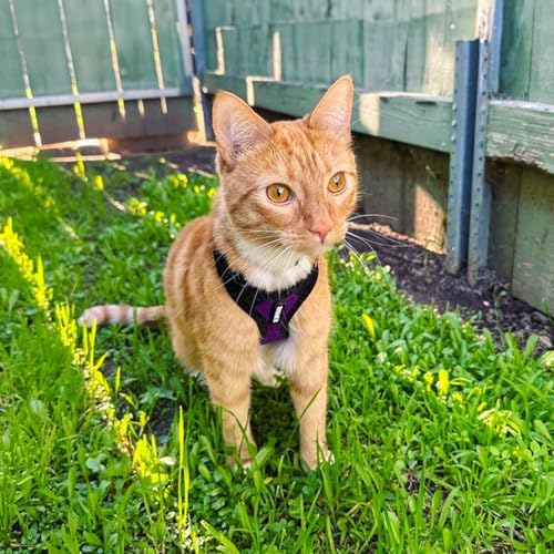 Voyager Step-in Lock Cat Harness & Leash Set - Image 6
