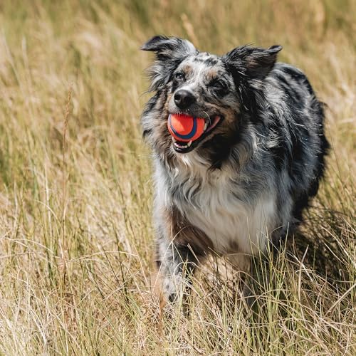 Chuckit! Ultra Ball Dog Fetch Toy, Medium 2.5in, 4 Pack - Image 4
