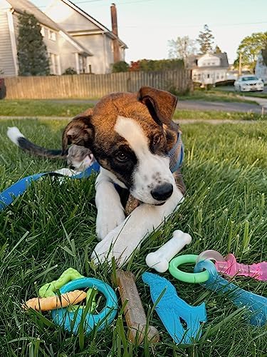 Nylabone Puppy Chew Toy & Treat Bundle - Image 2