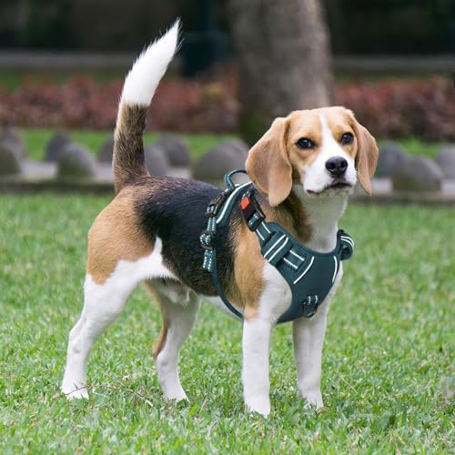 Timos Dog Harness Medium Sized, Quick Release 3 Buckles - Image 6