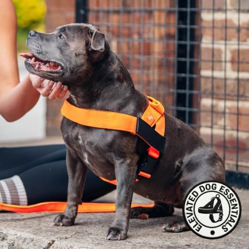 Dog Friendly Co. Dog Harness for Small Dogs - Image 5