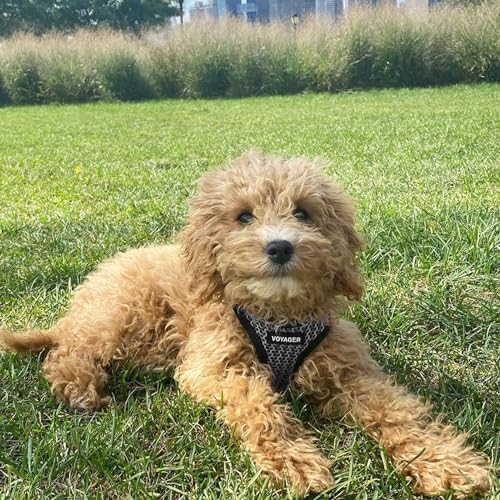 Best Pet Supplies Voyager Step-in Air Harness - Image 7