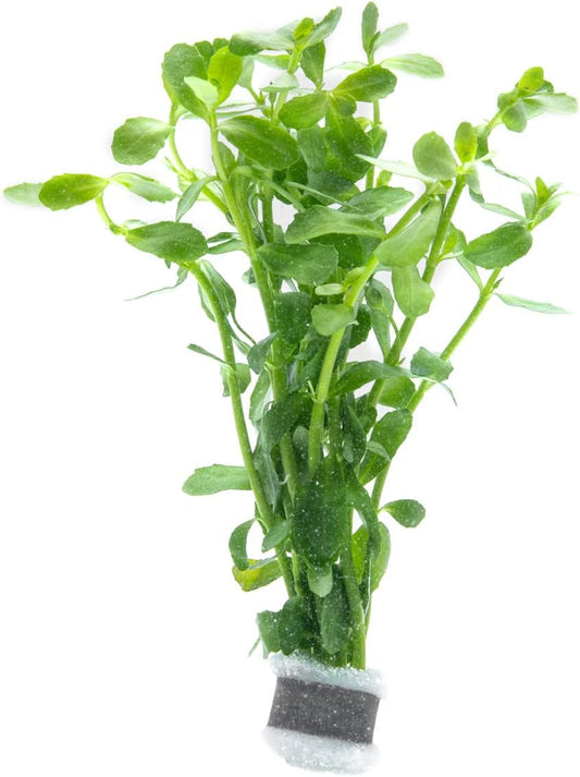 SubstrateSource Live Aquarium Stem Plants - Freshwater Aquatic Plant for Fish Tanks, Aquascaping - (Bacopa Monnieri Moneywort, 1 Bunch)