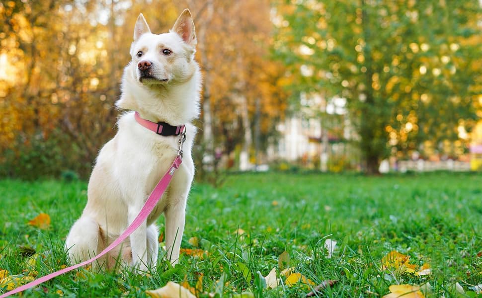 6 FT Reflective Dog Leash for Small Dogs - Image 2