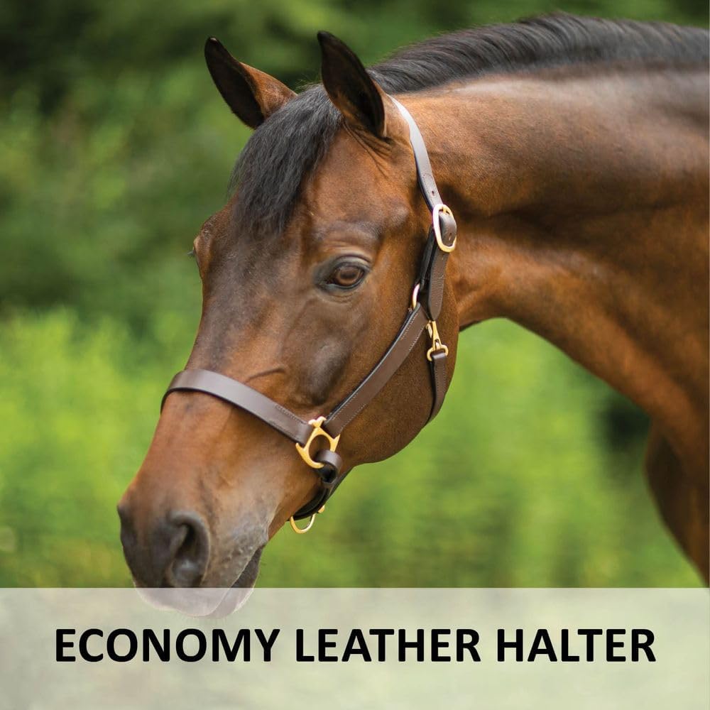 Dura-Tech Premier Lancaster Leather Halter for Horses | Simple Economy Leather Halter with Adjustable Fit & Solid Brass Hardware