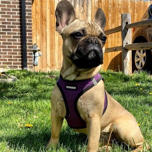 Best Pet Supplies Voyager Step-in Air Harness - Image 7