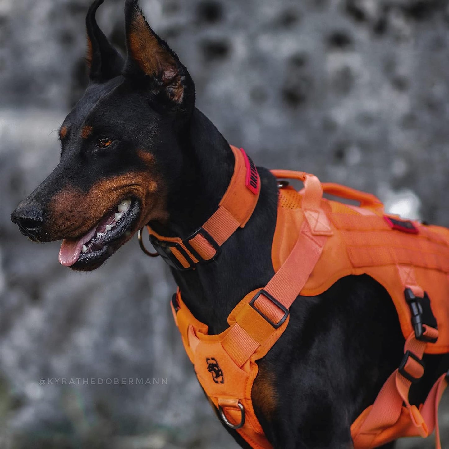 OneTigris Mesh Design Tactical No Pull Dog Harness for Large Dogs, Breathable Service Dog Vest Harness with Handle, Military Dogs Vest with Molle Panels for Walking Hiking (Orange, X-Large)