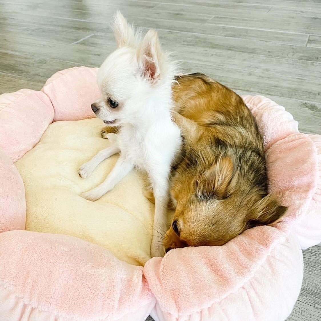 TONBO Soft Plush Small Cute and Cozy Pastel Pink Flower Dog Cat Bed, Washer and Dryer Friendly, (Pastel Pink)