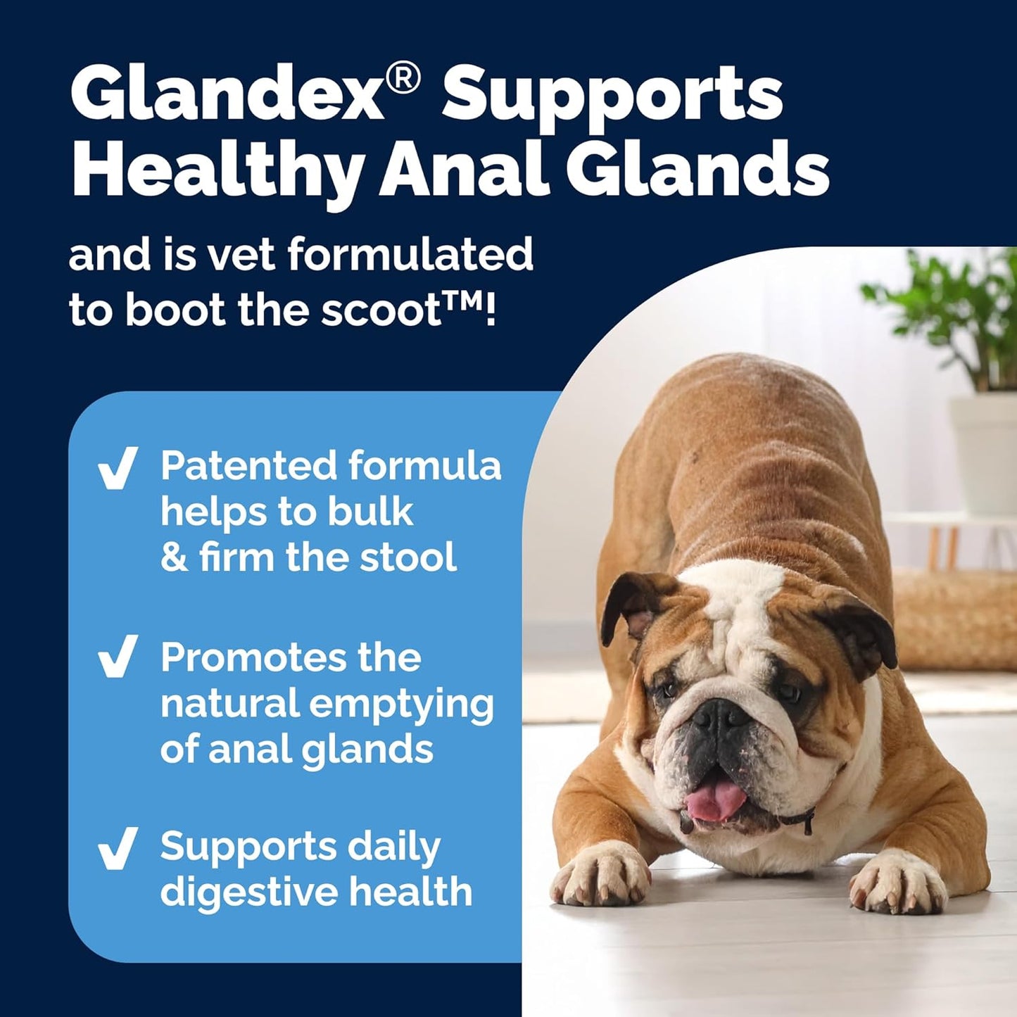 Vetnique Labs Glandex Anal Gland Soft Chew Treats with Pumpkin for Dogs Digestive Enzymes, Probiotics Fiber Supplement for Dogs Boot The Scoot (Bacon Flavor Chews, 30 Count)