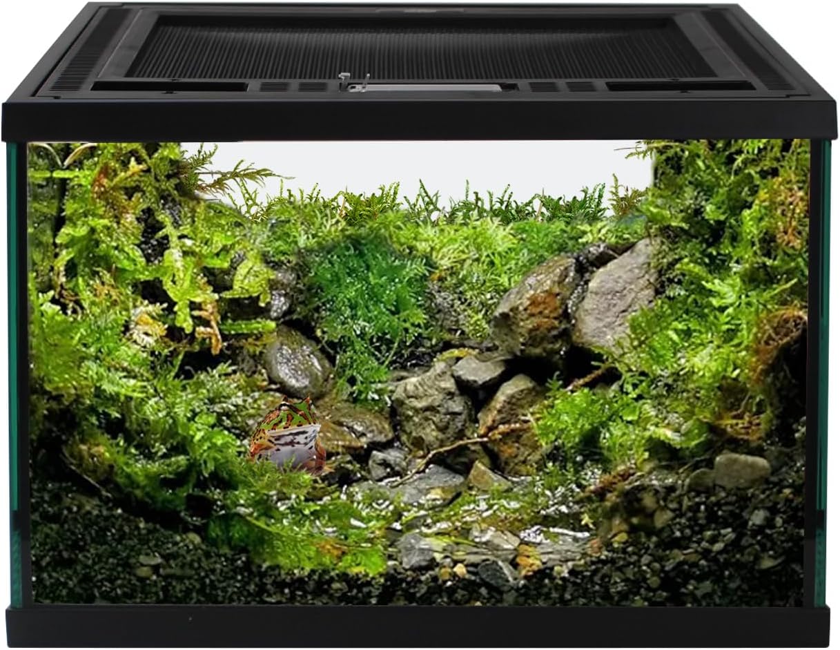 Reptile Glass Terrarium Tank 12 * 12 * 8" Full View with Top Ventilation, Amphibians Box Habitat Enclosure Cage for Frog,Spiders,Dubia Cockroach,Praying Mantis,Cricket,Tarantula,Hermit Crab