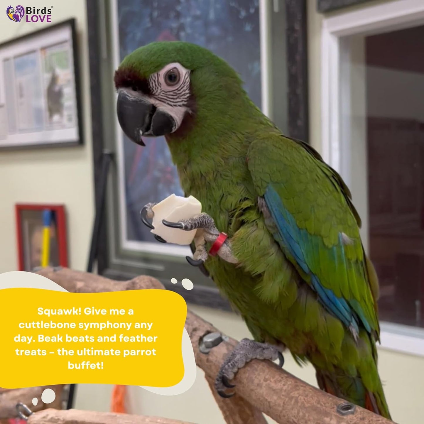 Birds LOVE Natural Cuttlebone | 100% Pure Sun-Dried Calcium Supplement for Birds, Tortoises, Snails & Crabs | Supports Beak & Shell Health | Easy to Chew | 2 Pack, Size 5.5 to 6"