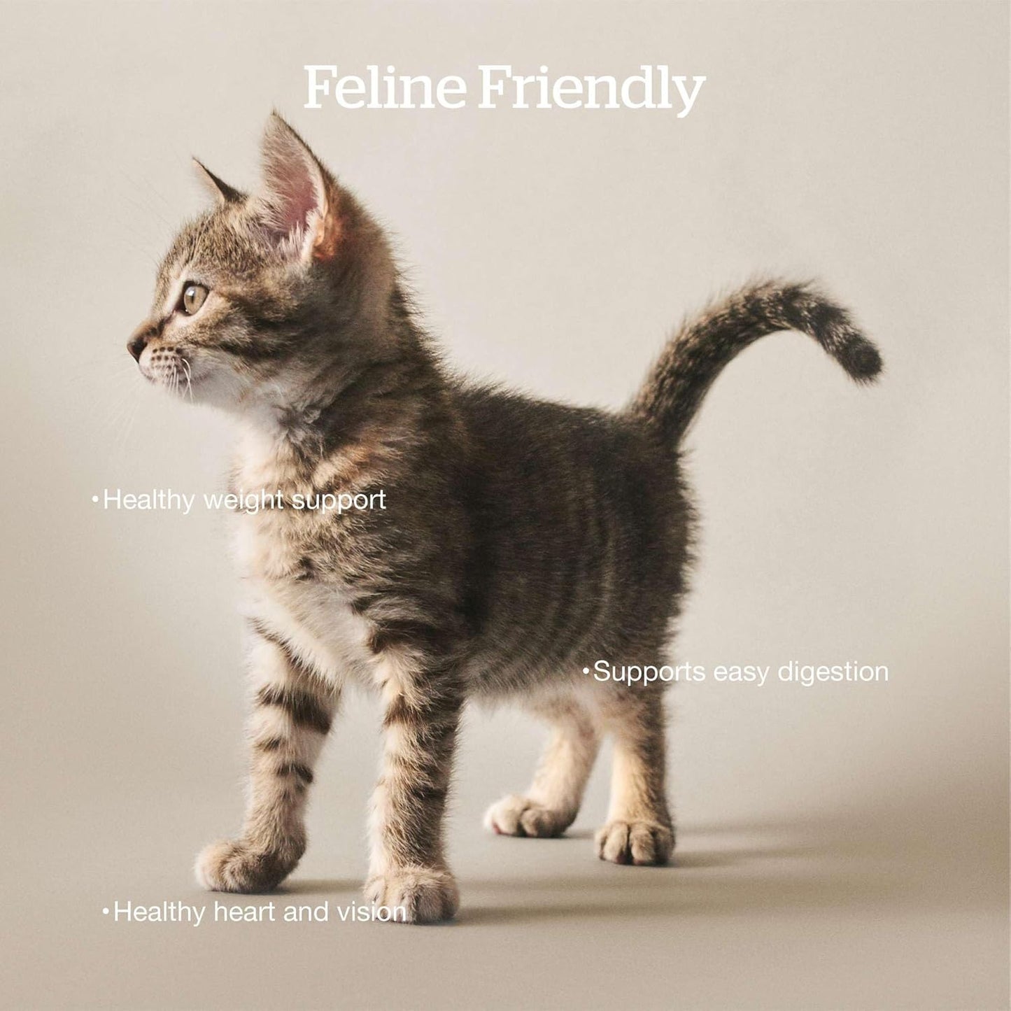 Now Fresh Grain-Free Dry Cat Food with Turkey, Salmon & Duck, Healthy Kibble for Adults Made with Real Meat & Fish, Chicken-Free, with Pumpkin & Probiotics for Sensitive Stomachs, 16 lb Bag