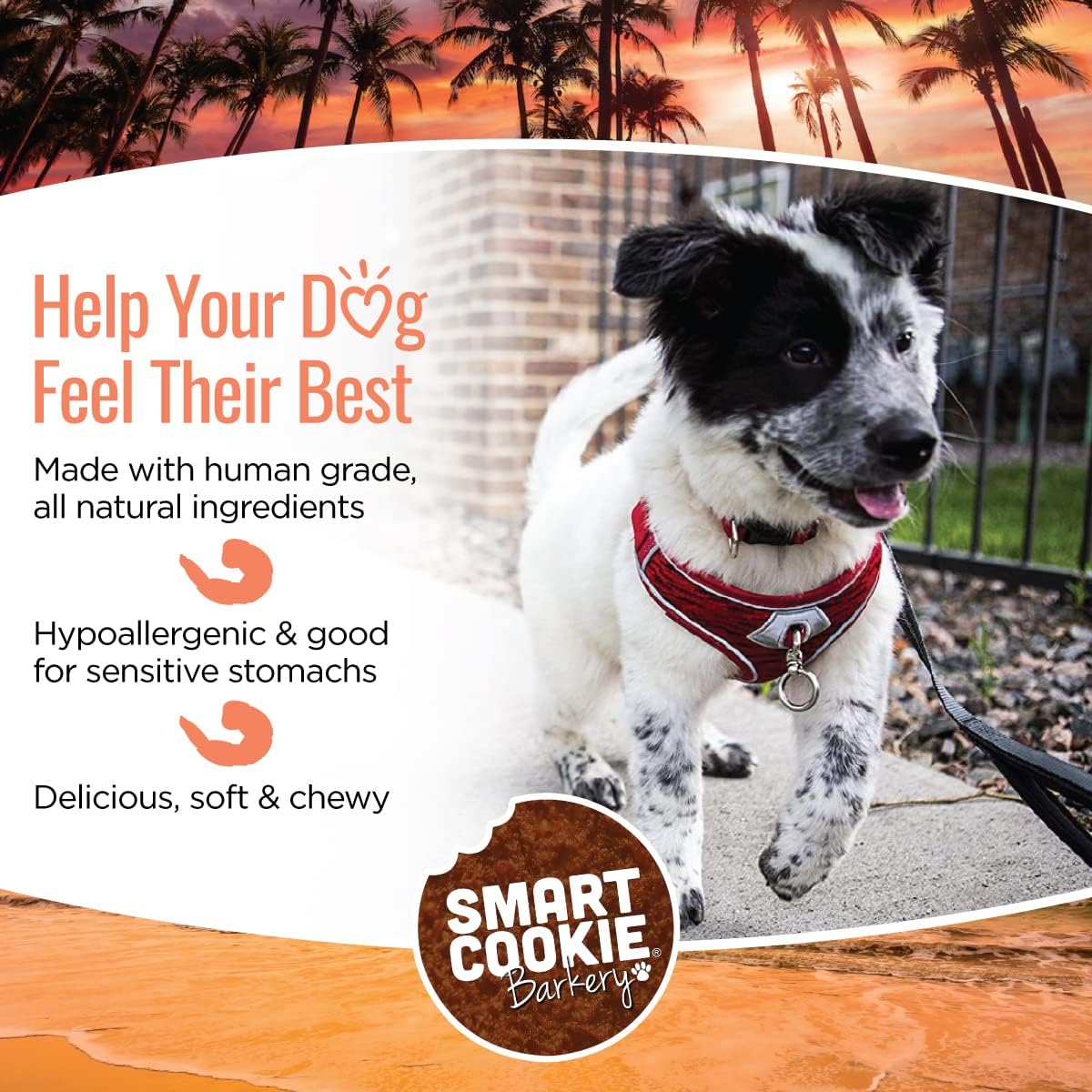 Smart Cookie All Natural Soft Dog Treats - Shrimp & Coconut - Healthy Dog Treats for Allergies, Sensitive Stomachs - Chewy, Grain Free, Human-Grade, Made in The USA - 5oz Bag, 1 Pack