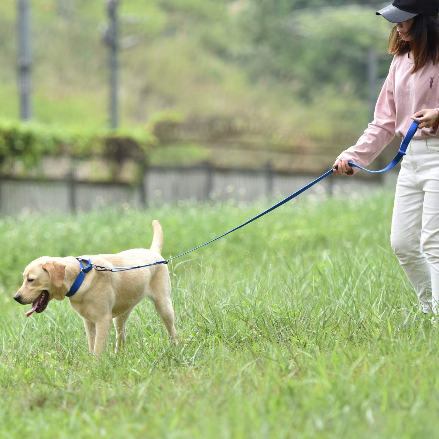 Hyhug Martingale Dog Collar Without Buckle: Escape Proof, No Slip Heavy Duty Nylon, Colorfast and Adjustable Pet Supplies for Medium Breeds (Medium,Bright Blue)