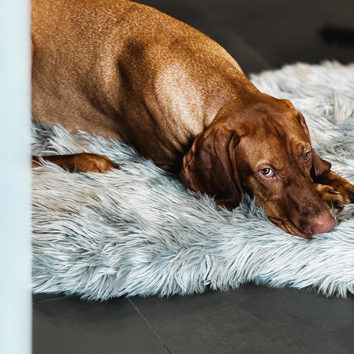 IHAPPYDOG Luxury Faux Fur Orthopedic Dog Bed, Memory Foam Dog Bed for Small, Medium, Large and XL Pets, Fluffy Pet Bed with Waterproof and Washable Cover (Grey, 60"x35")