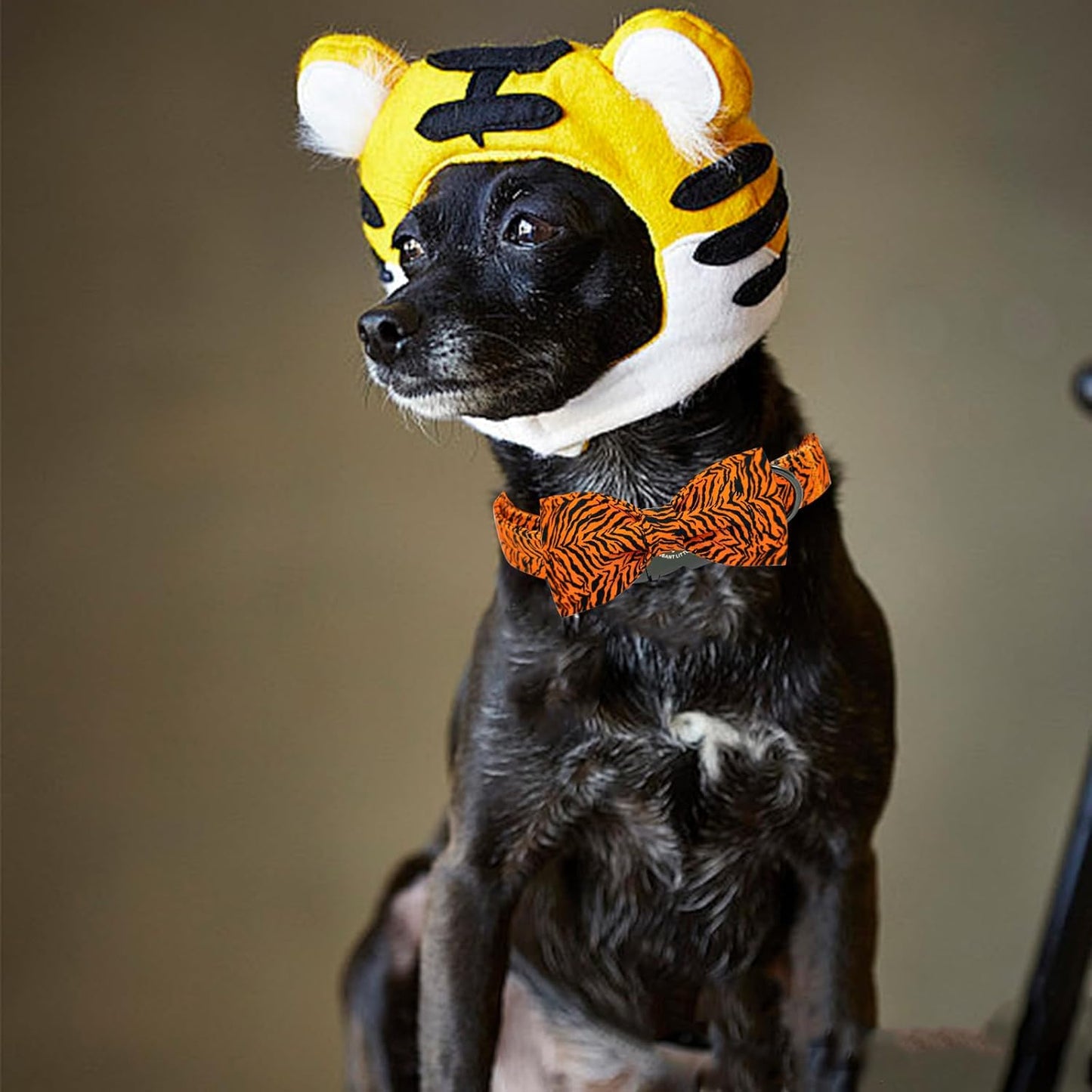 Elegant Little Tail Tiger Print Dog Collar, Large, Cotton, Unique Seasonal Design, Buckle Closure, Adult, Large Breed