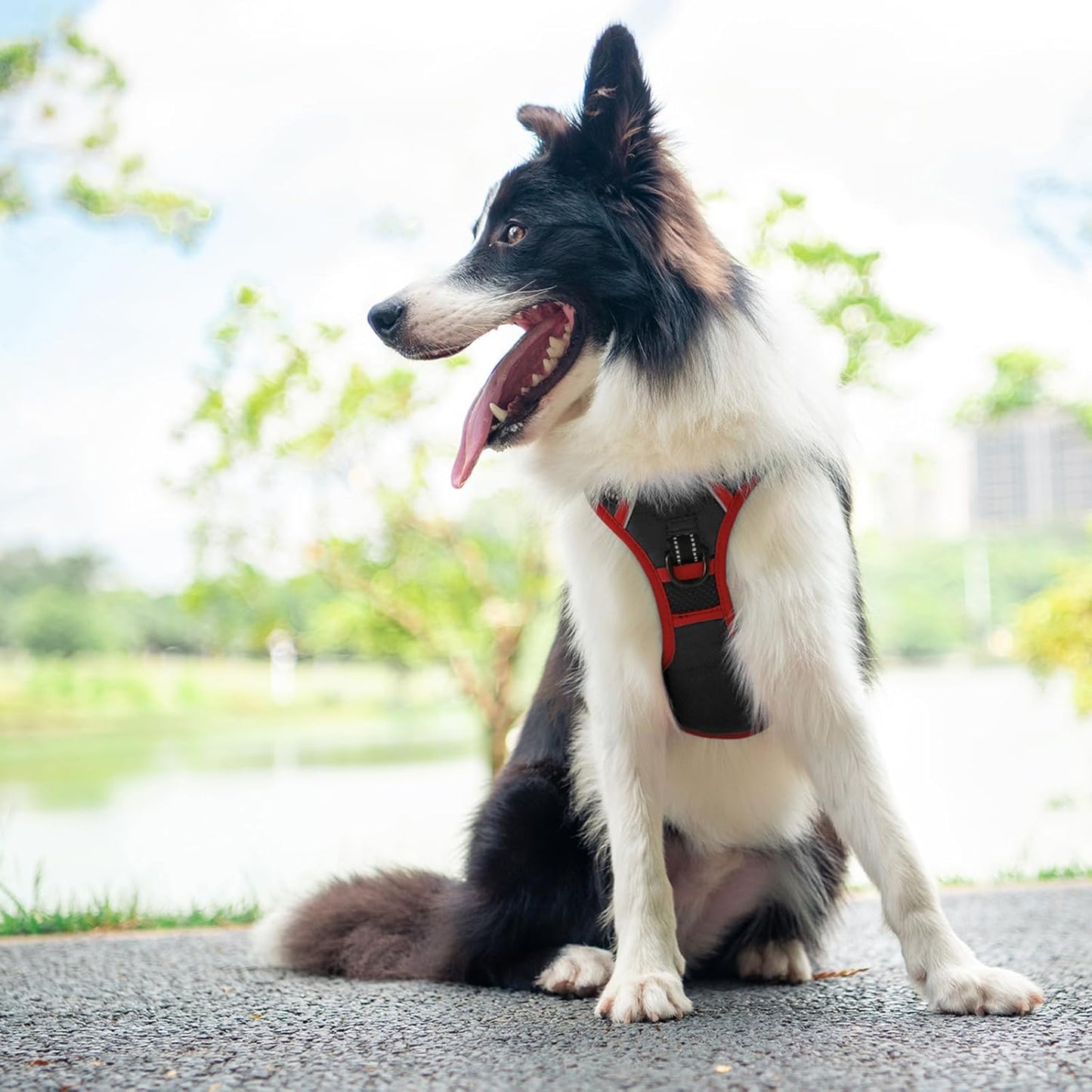 PHOEPET 2019 Upgraded No Pull Dog Harness, Reflective Adjustable Vest, with a Training Handle + 2 Metal Leash Hooks+ 3 Snap Buckles +4 Slide Buckles(M, Black)