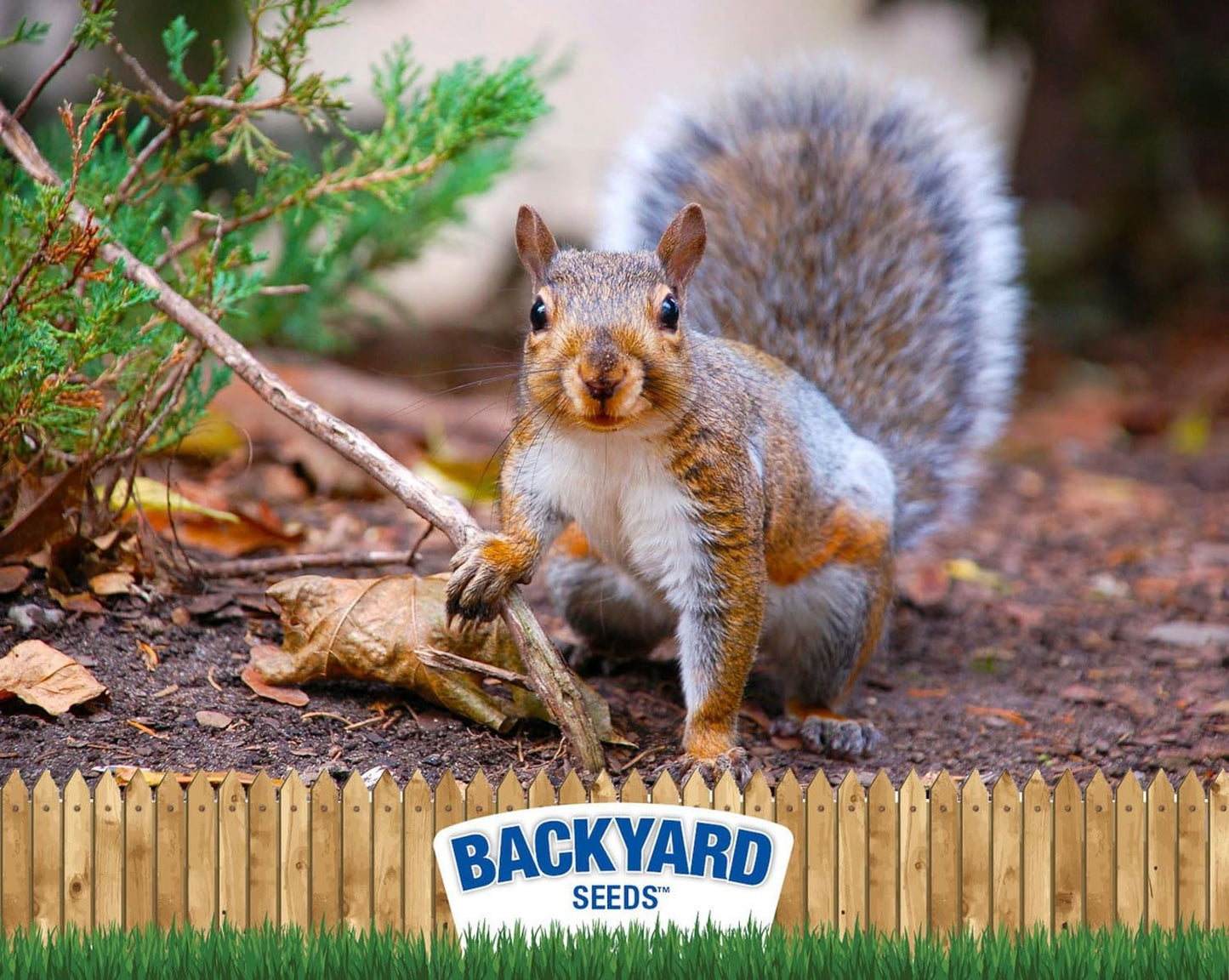 Backyard Seeds Squirrel & Chipmunk Food Mix – 8 lb Bag – Premium Wildlife Blend with Sunflower Seeds, Peanuts & Corn – Ideal for Squirrels, Chipmunks, Rabbits & Backyard Birds