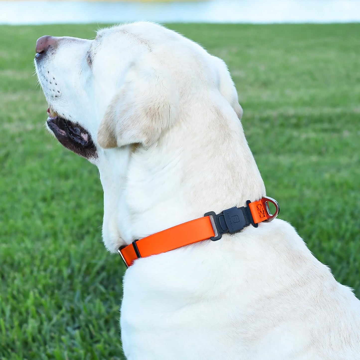 Dogline Biothane Waterproof Dog Collar with Herm Sprenger Black Stainless Steel Quick Release Buckle – Heavy Duty Tactical Durable Collar for Dogs – Comfortable and Safe Pet Collar W1 L 15-25" Orange