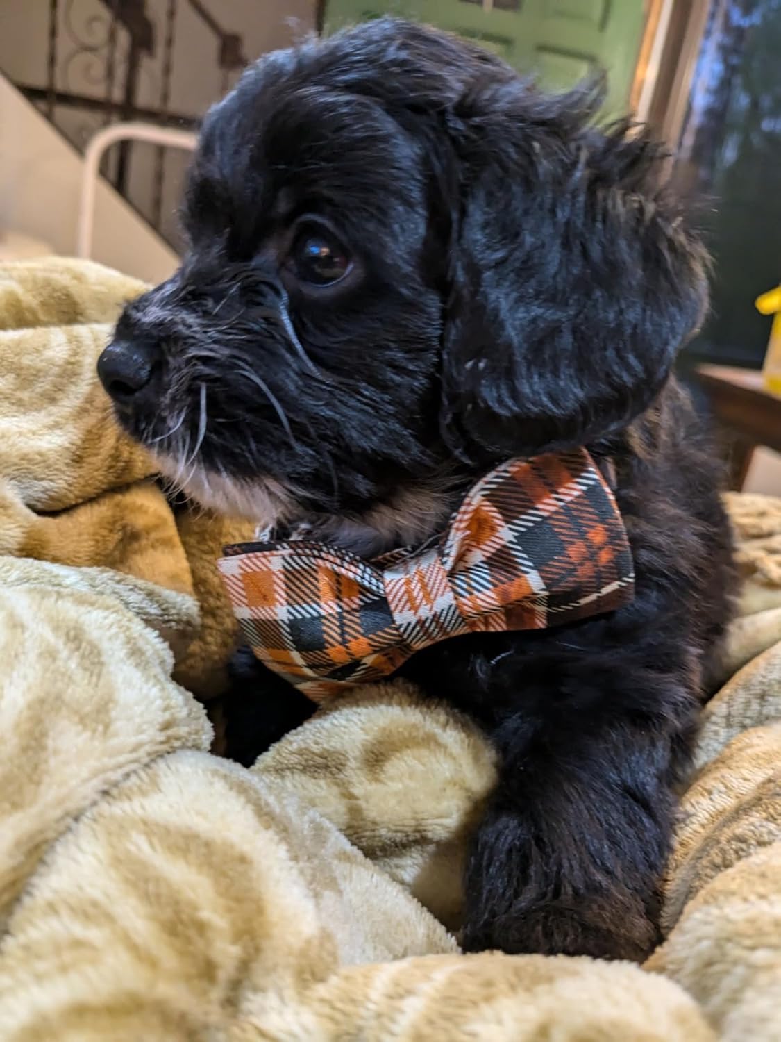 Lionet Paws Halloween Dog Collar with Bowtie - Cute Cotton Adjustable Fall Bowtie Dog Collar with Metal Buckle for Small Medium Large Dog Girl Boy Gift, XL, Neck 16-26in