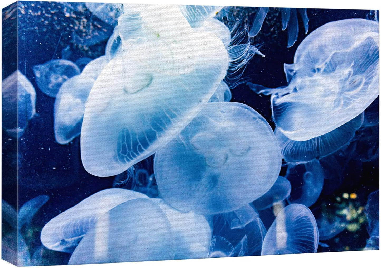 wall26 Canvas Print Wall Art Translucent X-Ray Tropical Ocean Jellyfish Nature Animals Photography Realism Rustic Scenic Landscape Wilderness Earth for Living Room, Bedroom, Office - 24"x36"
