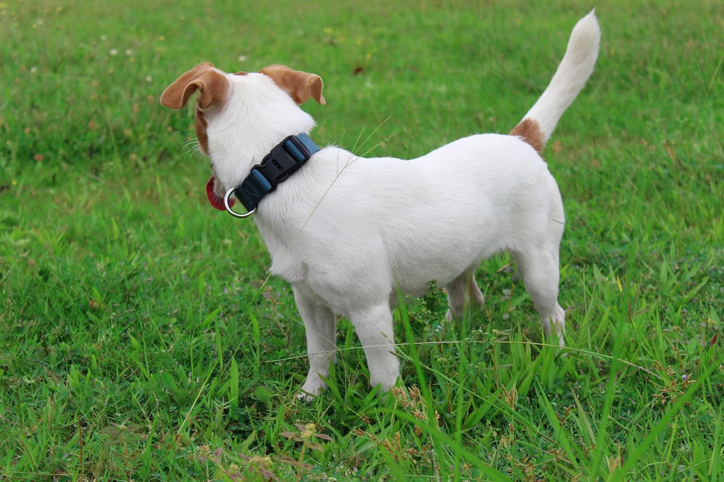 Mikivery Nylon Dog Collar with Quick Release Buckle Soft Adjustable Sturdy for Small Medium Large Dogs Haze Blue,M