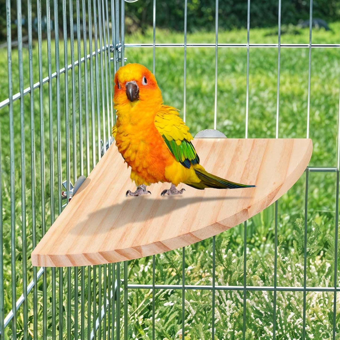 Bird Perch Platform Stand Wooden Parrot Perch Corner 5.9 Inches Fan Shape Playground Cage Accessories Parrot Stand Flat Perches for Bird Cages Corner Shelf for Birds Parrots Hamster Gerbil