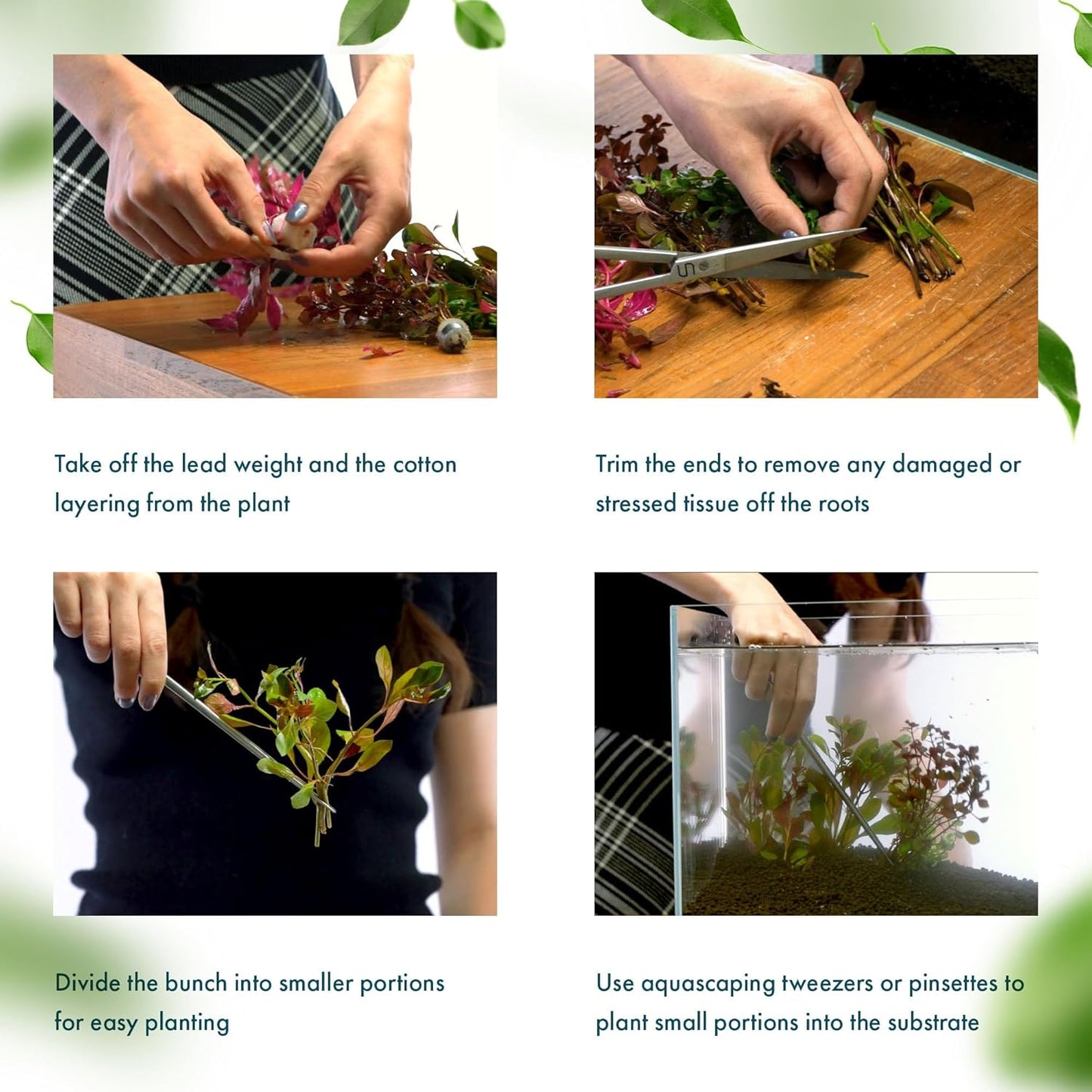 SubstrateSource Live Plant - Tall Grass, Corkscrew Vallisneria - Easy Care, Moderate to High Light, Bright Green Accent, Freshwater Aquatic Plant for Aquascaping - Lead Bunch