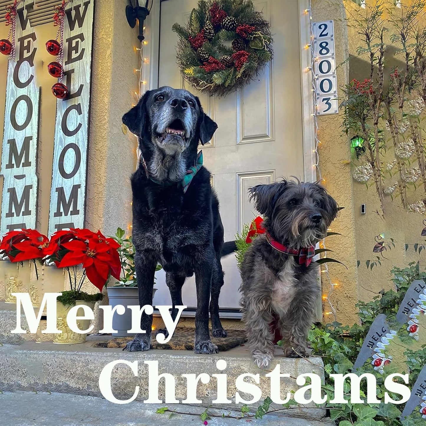 Unique style paws Dog Collar with Bow Tie Christmas Dog Collar for Small Medium Large Dogs with Adjustable Metal Buckle -M