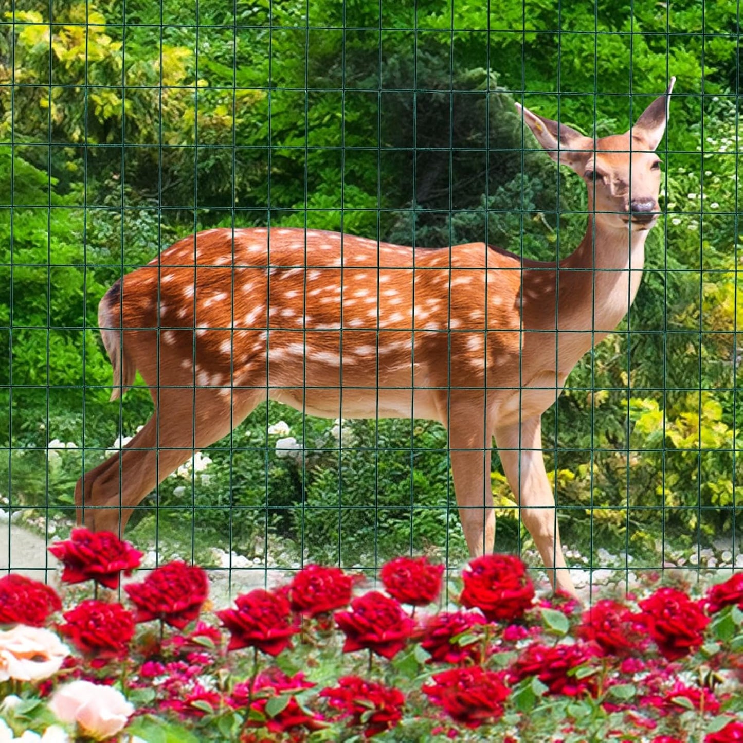 Green PVC Coated Welded Wire Fence 48 Inch x 25 Foot, 2 Inch x 3 Inch 16GA, Garden Border Fencing Roll Vinyl Coating Metal Wire Mesh for Yard Vegetable Plant Protection Poultry Netting