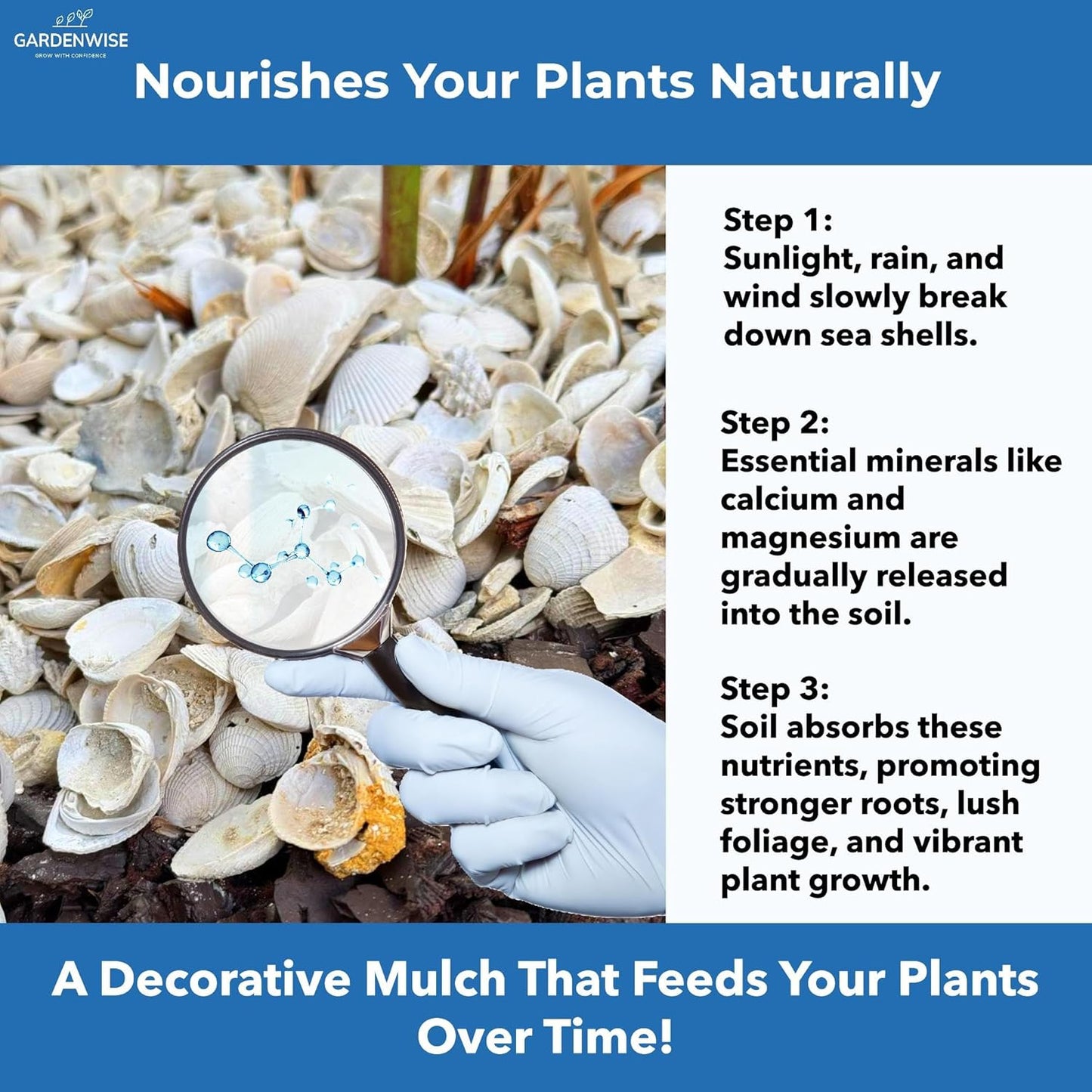 Natural Organic Sea Shell Mulch for Gardens and Landscaping – Decorative and Nutrient-Rich, 0.5–3-Inch Shells, Perfect for Indoor and Outdoor Use (0.3 CF - 8 L - 9 QTS)